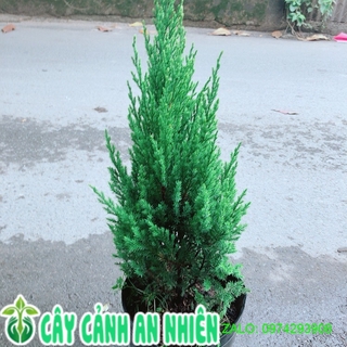 Cây tùng cao 60cm