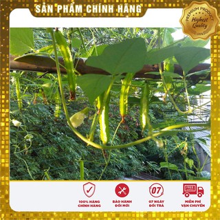 Hạt giống đậu rồng ( đậu khế)