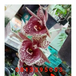 Thiên nga chọn màu cây giống