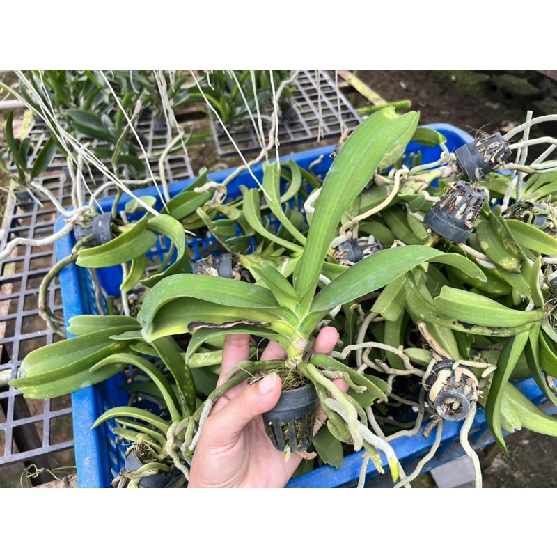 Đai Châu Lá Lỗi Giá Rẽ