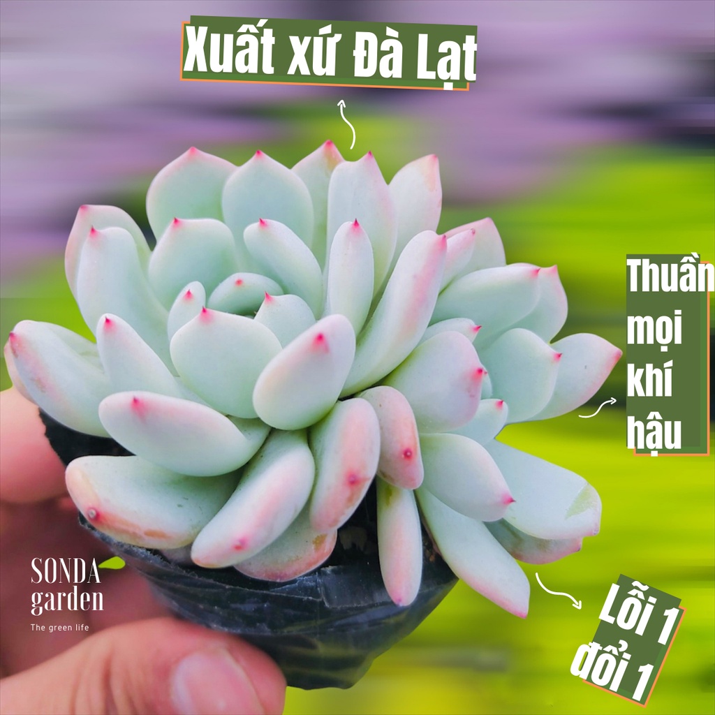 Sen đá cúc đầu đỏ SONDA GARDEN size bé 5-8cm, xuất xứ Đà Lạt, khoẻ đẹp, lỗi 1 đổi 1