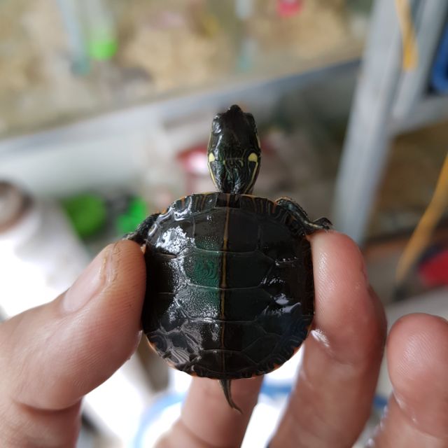 Vẽ phương tây size 2-3
