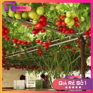 Hạt giống cà chua bạch tuột