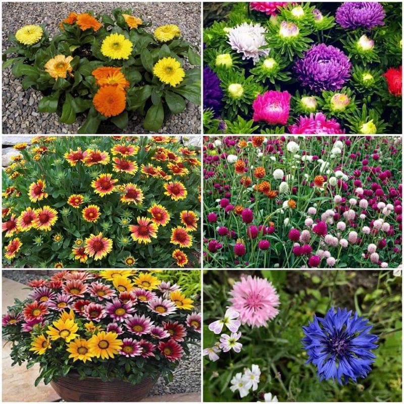 200 hạt giống hoa dại mix