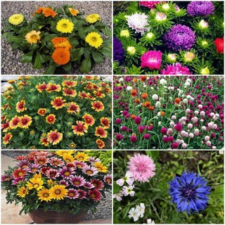 200 hạt giống hoa dại mix