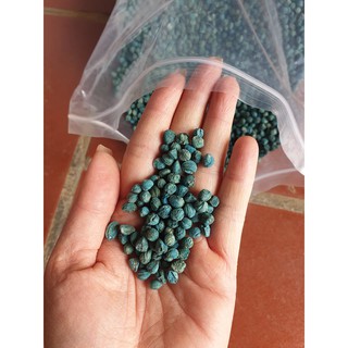 Hạt giống cây tam thất bắc