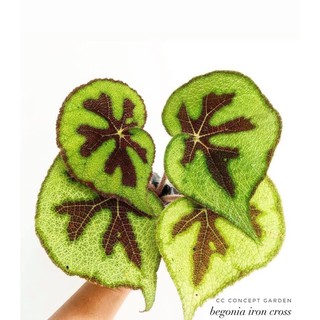 Cây Thu Hải Đường | Begonia Iron Cross