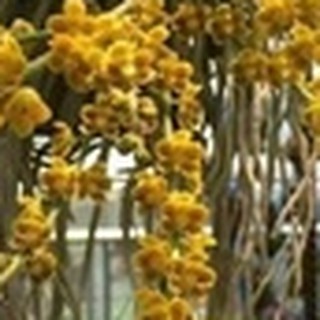 lan căn diệp.căn diệp một mắt độc lạ