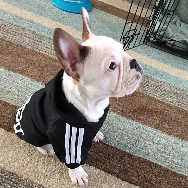 Quần áo chó mèo