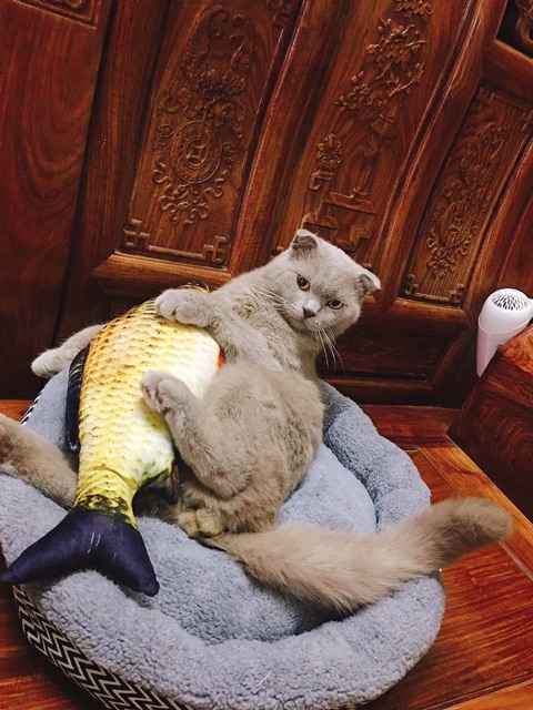 Đồ chơi cá bông nhồi capnit cho mèo