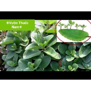cây sống đời con làm giống ( 10 đến 15cm )