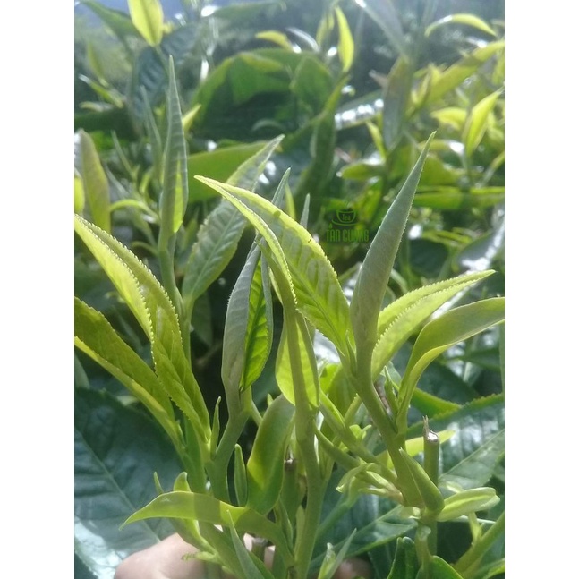 Cây chè shan tuyết giống