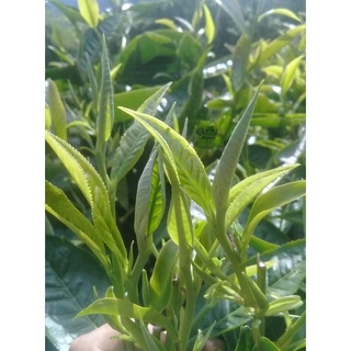 Cây chè shan tuyết giống