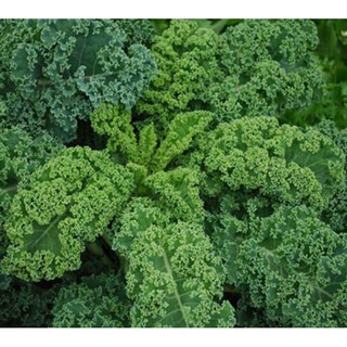 Hạt giống cải kale xoăn xanh F1 nhập khẩu Mỹ - 400 Hạt - nảy mầm 95%