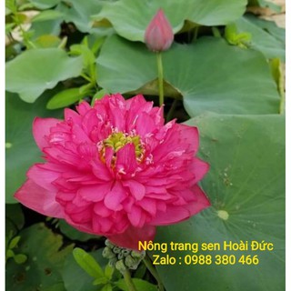 Sen giống đỏ đam mê bất tận