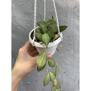 Lan Cẩm Cù DS70