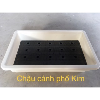 Khay trồng rau thông minh