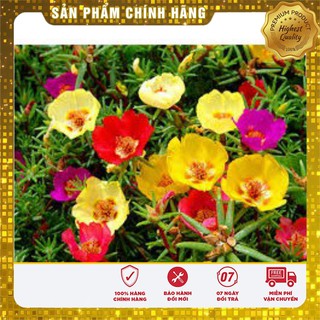 Hạt Giống Hoa Mười Giờ (30 hạt)