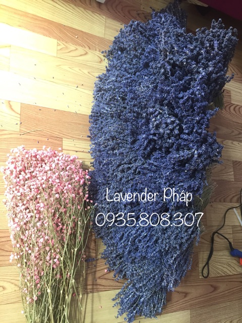 Hoa Lavender Pháp