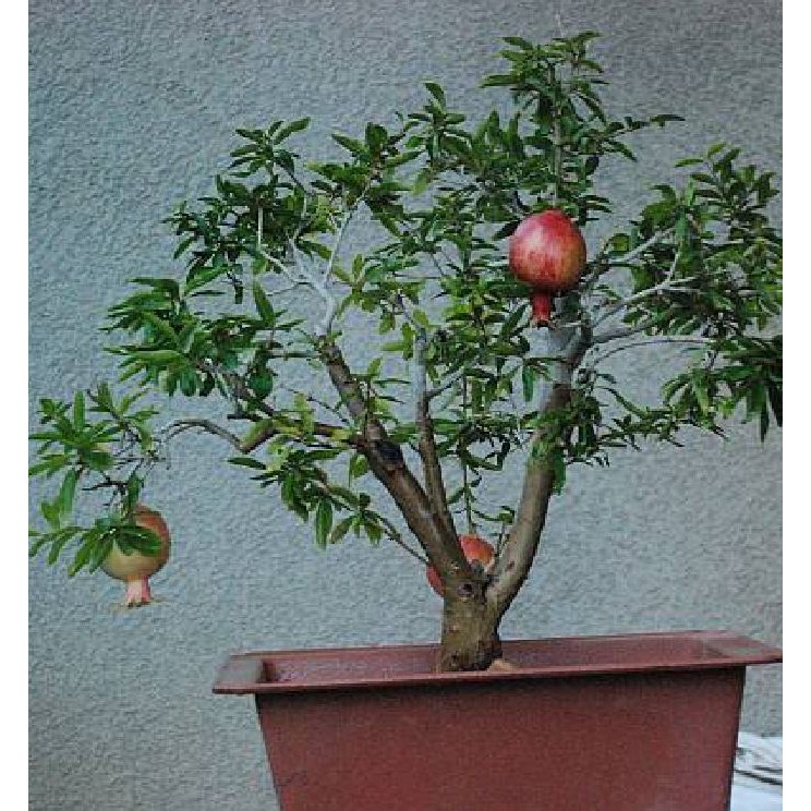 Hạt Giống Lựu Đỏ Đậm Lùn F1 - 10 hạt/gói ( kèm kích thích ươm hạt )