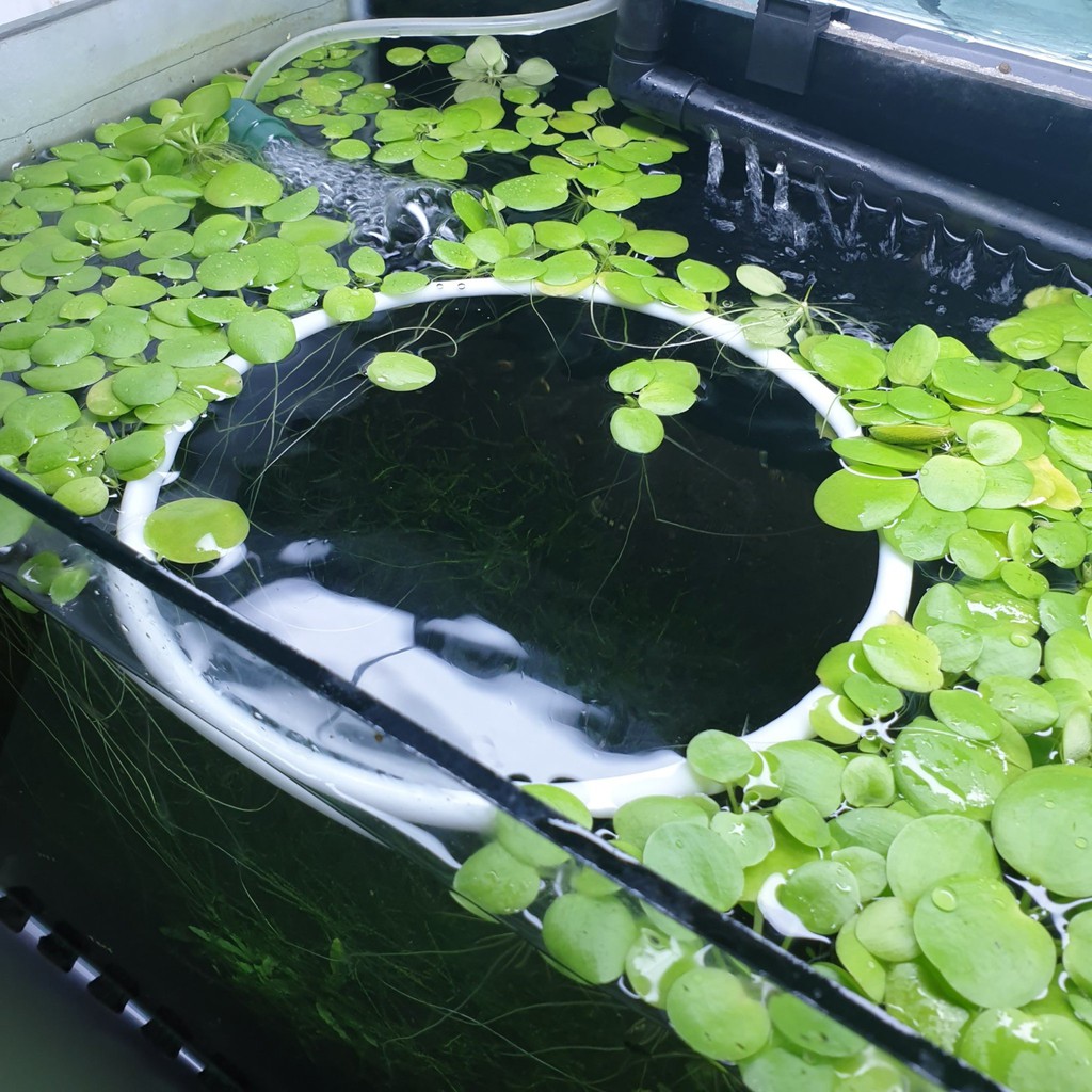 Vòng chắn bèo cho bể tép cảnh - Vòng chặn bèo cho bể cá - Tép Xinh Aqua