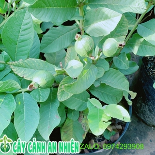 Cây Ổi Cho Sai Trái (có sẵn trái)
