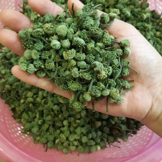 Nụ Hoa Tam Thất Khô (Ảnh Thật 100%)