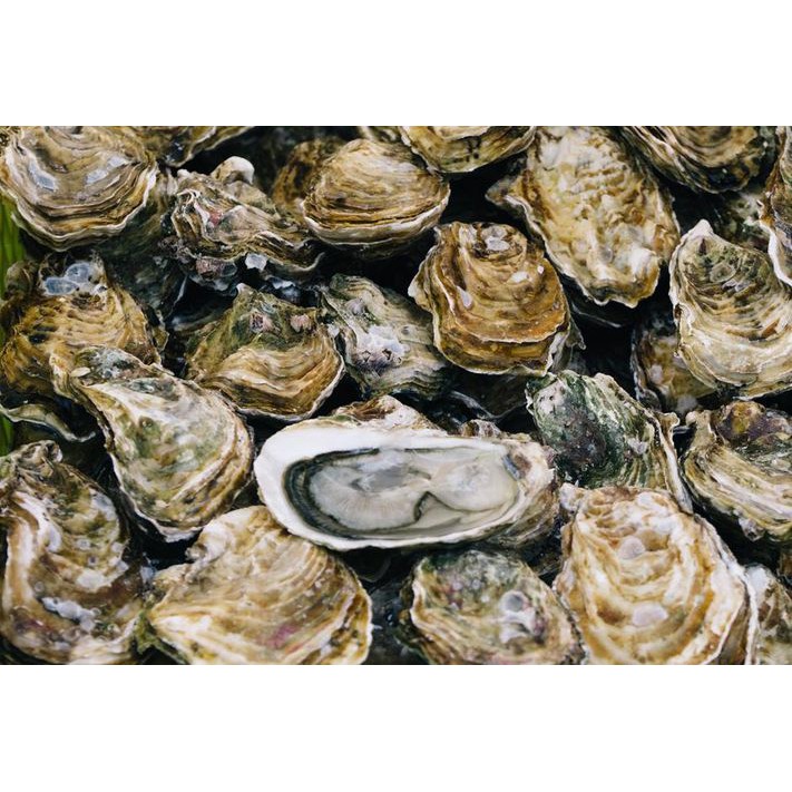 Hàu Vương OX Tăng Cường Sức Khỏe Sinh Lý Nam Giới Hiệu Quả | BigBuy360 - bigbuy360.vn