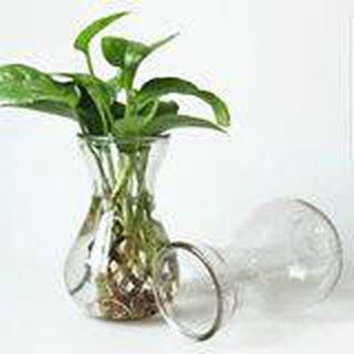 BÌNH TRỒNG THỦY SINH,HÀNH TÂY, TIÊN ÔNG MIỆNG LOE