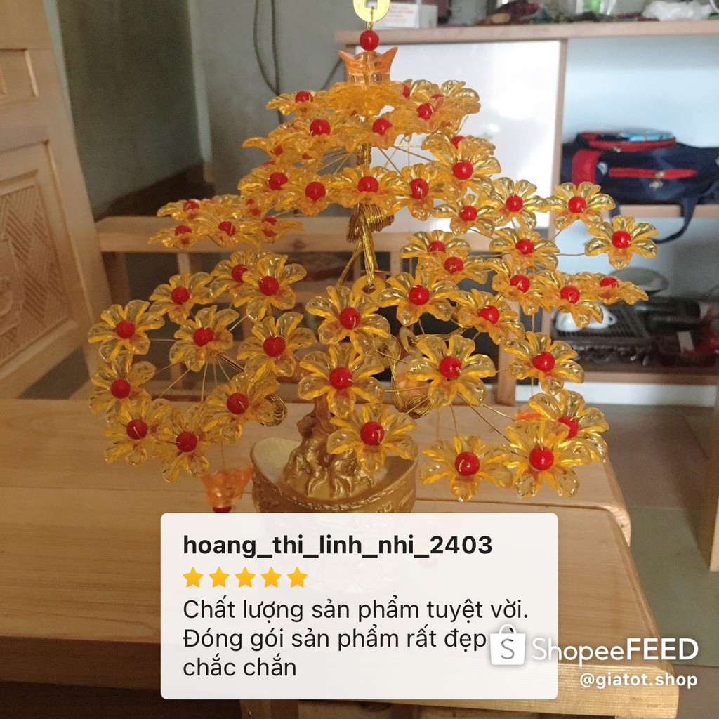 Cây kim tiền phát tài phát lộc đế vàng