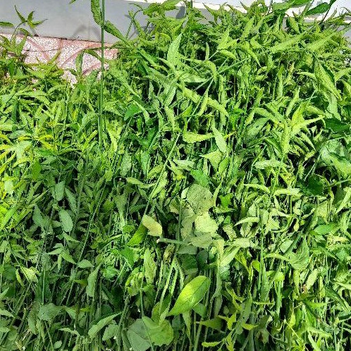 Cây mảnh cộng