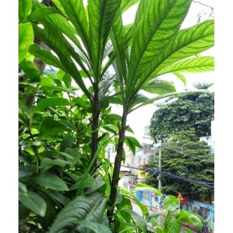 Hạt giống xương sông Việt 🇻🇳 ☘️