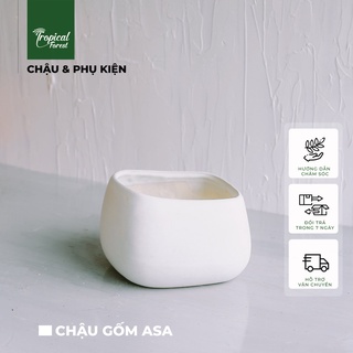 Chậu gốm asa để bàn tropical forest