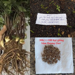 Hạt giống sâm đương quy - củ sâm đương quy ngâm rượu, hầm gà, bồi bổ khí huyết, tăng cường sức khỏe