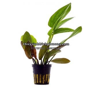 RUBY ĐỎ CÂY THUỶ SINH LÁ NGŨ SẮC - VẺ ĐẸP HÚT HỒN CHO HỒ CÁ THUỶ SINH