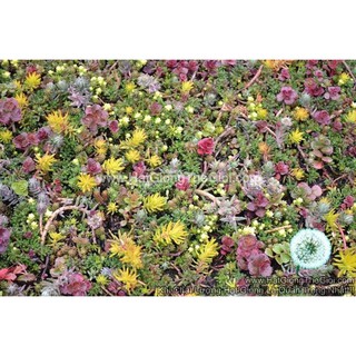 50h Hạt Giống Sen Đá Sedum Chịu Hạn Europe Mix (TLB2| -KD: B20*V42*M241)