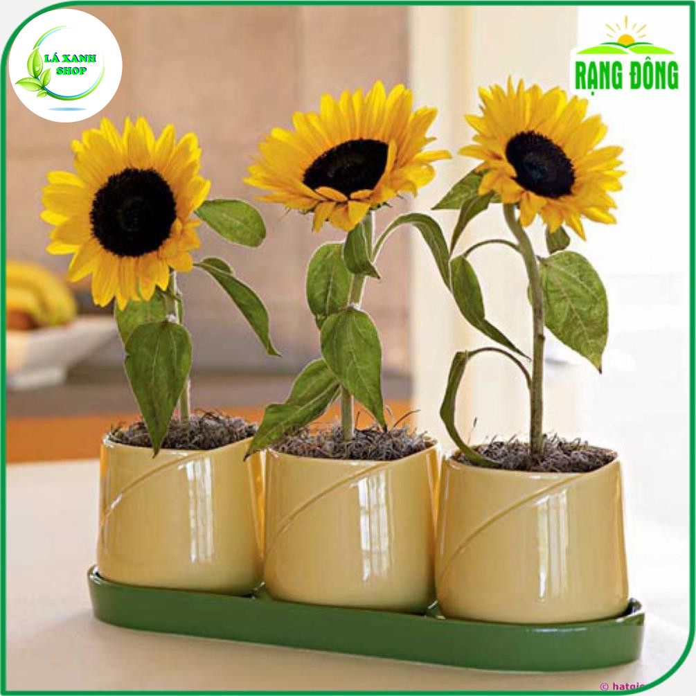 Hạt giống Hoa Hướng Dương Vàng Lùn Thích Hợp Trồng Chậu hoặc Vườn (gói 10 hạt) - Hạt Giống Hoa Trồng Chậu