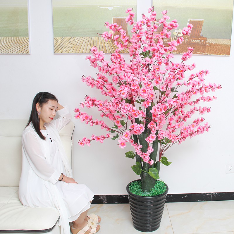 Cây Hoa Anh Đào Cao 1m3