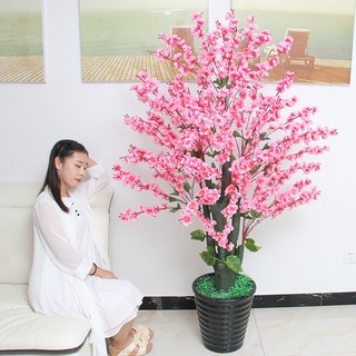 Cây Hoa Anh Đào Cao 1m3