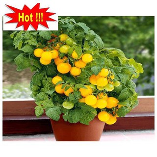 Hạt giống Cà chua bi lùn vàng (20 hạt)