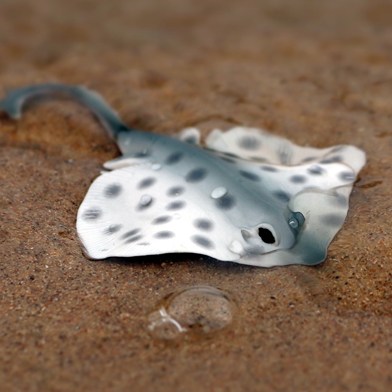 Mô Hình Động Vật Biển Đồ Chơi Cho Bé