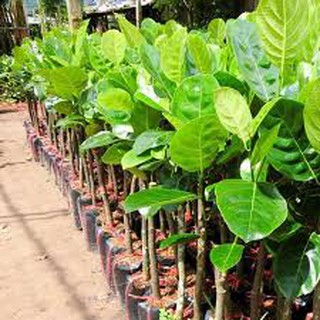 Giống Mít Thái siêu sớm