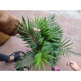 giá gốc-cây CAU TIỂU TRÂM để bàn