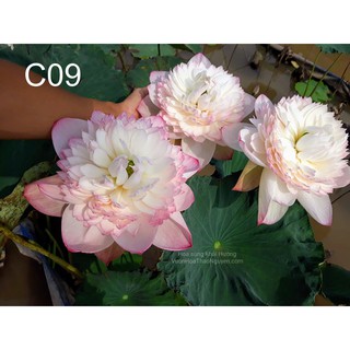 [RẺ VÔ ĐỊCH] Củ sen C-09 Super