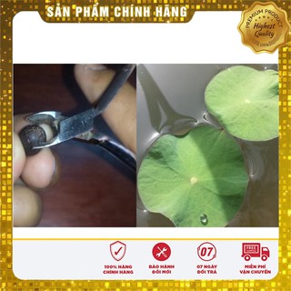 Hạt Giống Hoa Sen Lớn (Sen Ta) 10 Hạt