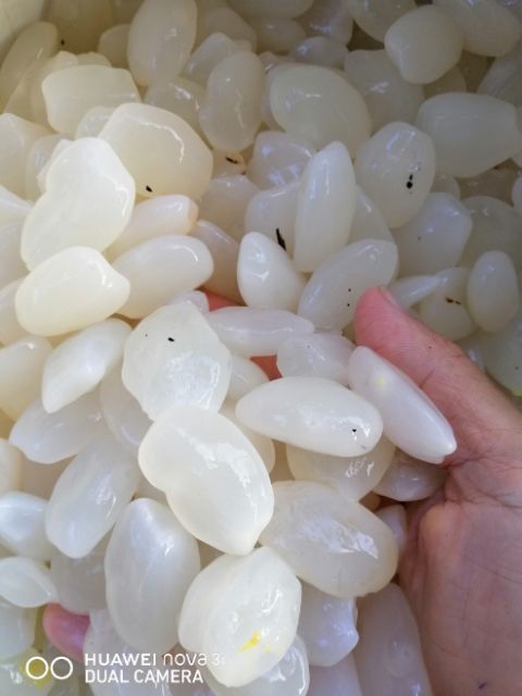 1kg Hạt đác Nha trang size lớn