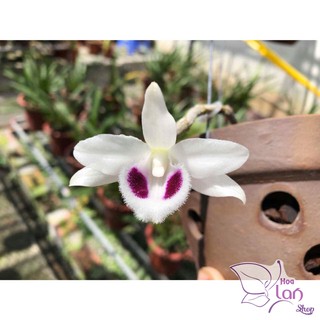 Lan Phi Điệp 🎁Mua 3 Tặng 1🎁 5 Cánh Trắng Bạch Tuyết [ Cây Giống ]