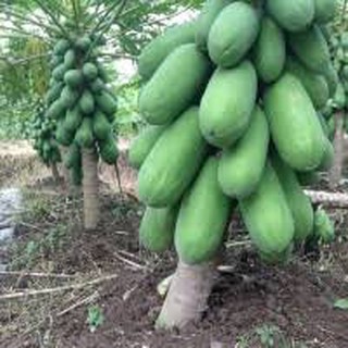 HẠT GIỐNG ĐU ĐỦ LÙN RUỘT ĐỎ GÓI 30 HẠT