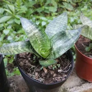 Cây lưỡi hổ lùn ( lưỡi mèo)