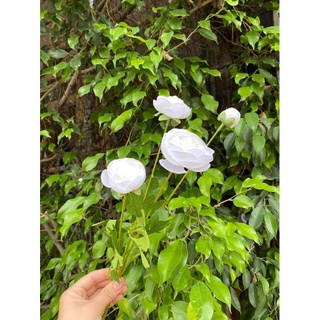 Cành Trà Mao Lương (Hoa Giả)